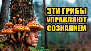 Грибы могут управлять сознанием