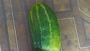Поспел один огурец