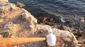 Наблюдение гуся за купающимися в море| успокаивающие видео 3 минуты 14 секунд