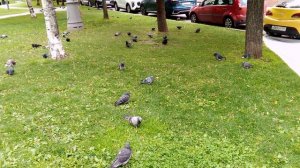 Сизый голубь - интересные факты об этих замечательных птицах.