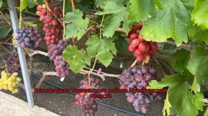 Виноградник Ташлинского района Оренбургской области