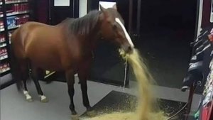 COUB compilation _ нарезка COUB -161