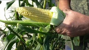 Кукуруза сахарная ЛАКОМКА БЕЛОГОРЬЯ