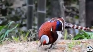 Фазан Эллиота Syrmaticus ellioti