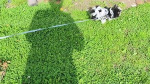 Собрала томаты,клубнику,занимаюсь заготовками.