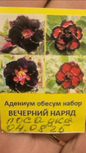 Адениум. Посадка семян с замачиванием и без.