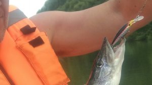 Видеообзор воблера Renegade Scout 53SP