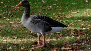 Нильские гуси