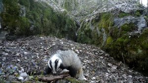 Барсук и 8 кабанят