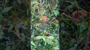 Тихая охота🌲🧢🧺🌲🌲🌲