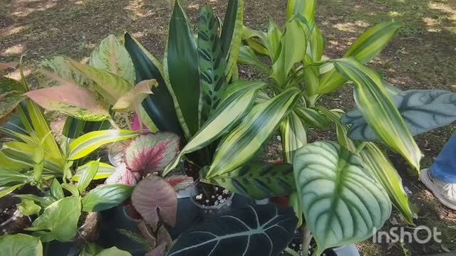 Выставка цветов в Самаре,🌳🎁💕🌴 часть 7.