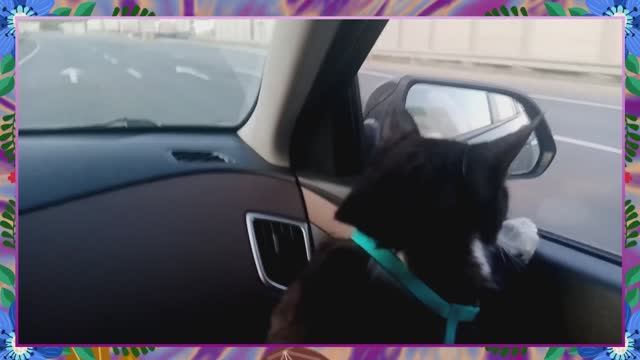 Едет кошка из деревни в Москву смотреть онлайн