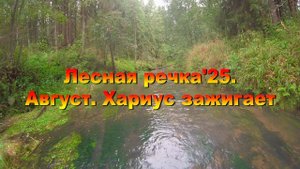 Лесная речка'25. Август. Хариус зажигает