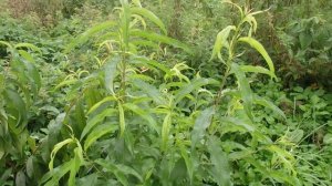 КАКОЙ КАНАДСКИЙ ПЕРСИК МОЖЕТ расти в СРЕДНЕЙ  полосе РОССИИ.