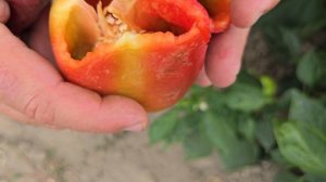 Перец Ариадни F1, хороший результат в 2025 году. Краснодарский край.