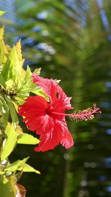 Обзор отеля на Мальдивах Outrigger Maldives 5* смотреть онлайн