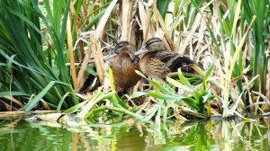 ЭТО  ОБЯЗАТЕЛЬНО