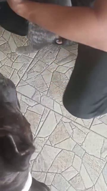 rutube.ru