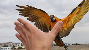 Свободный полёт попугай ара Руня фрифлай велопрогулка