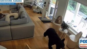 Собака - зверь