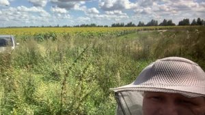 Опыление пчелами подсолнечника