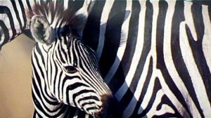 Документальный фильм «ЖИЗНЬ-ЗЕБРА» (2012 г.)