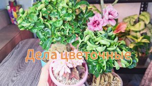 Дела цветочные: пересадка алоказии Мело и Анторо Вельвет и обзор цветочков