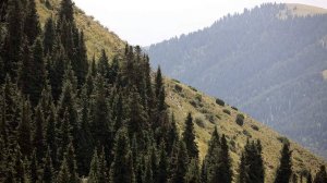 Двоих российских альпинистов эвакуировали с пика Байчечекей в Киргизии