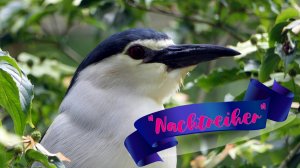 😏 ОБЫКНОВЕННАЯ "КВАКВА! или /НОЧНАЯ ЦАПЛЯ/.💞 (Black-crowned night heron. Republica Dominicana)