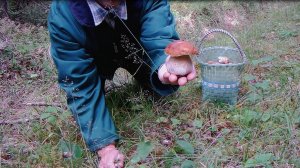 За грибами с Николаем Лысковым