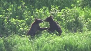 НА БАЙДАРКАХ ПО ПОДКАМЕННОЙ ТУНГУСКЕ. Часть 3. Незапланированная днёвка и весёлые медведи.
