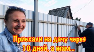 ПРИЕХАЛИ НА ДАЧУ ЧЕРЕЗ 10 ДНЕЙ, А ТАМ…/УБОРКА ЗАБРОШЕННОГО ОГОРОДА/СОБИРАЮ УРОЖАЙ