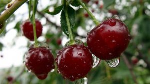 Вишня. Михаил Исаковский.