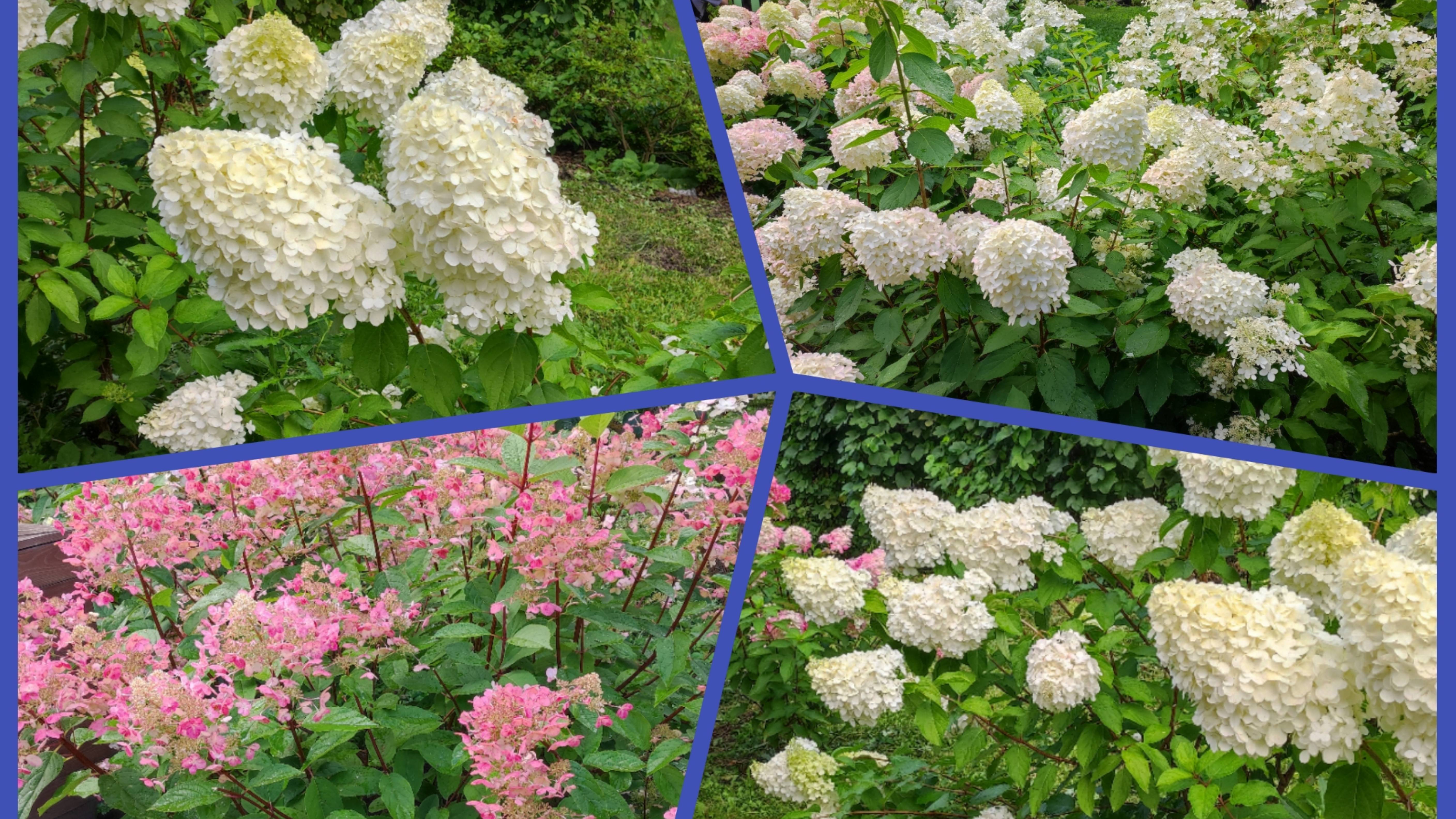 Ботанический сад Петра Великого, Санкт-Петербург, гортензии, август 2025 гола смотреть онлайн