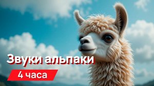 Звуки для соседей - звуки альпаки с промежутками