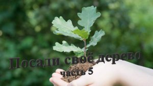 2019.10.13 Посади своё дерево часть 5 с. Новоалейское,с. Верхалейское Алтайский край