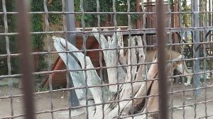 Шерхан патрулирует свою территорию. Очень могучий царь и визуально лев - здоров.