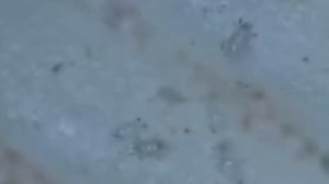 учёные выяснили что представляет из себя лапша быстрого приготовления под микроскопом 🔬