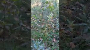 реально жезни в гренин лес