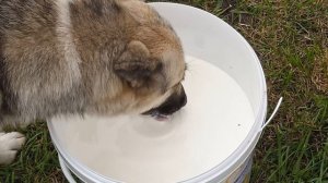 Молоко вдвойне вкусней, если сразу из ведра.