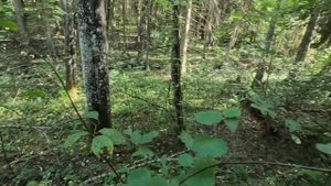 20.08.2025. вылазка в лес за грибами Ленинградская область Ломоносовский район