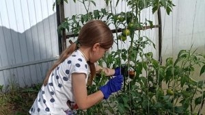 Тепличные красные помидоры 🍅, собираю урожай, свои помидоры самые вкусные.