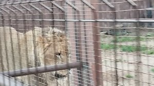 Лев Шерхан снова делает перекличку в Минском зоопарке, 16 августа.