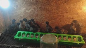 Цыплята ухейилюй 7 суток, взвешиваем