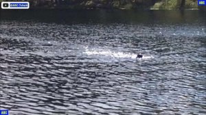 Поздравления Андрюхе и заплыв-подарок 20.08.2025 #юныйпрадедбодрыйдед #будогощь #авсарх