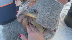 Зимний подледный лов Дальневосточника. Амур батюшка и его обитатель сом.