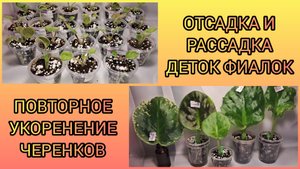 Отсадка и рассадка деток новеньких сортов. Повторное укоренение черенков.