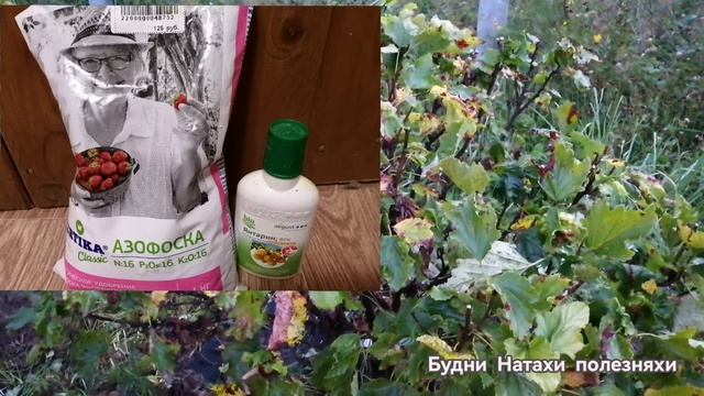 Обязательная обработка плодовых кустарников в конце лета. Смородина, крыжовник, жиомолость!