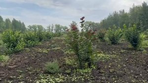 Сад фундука в августе 2025