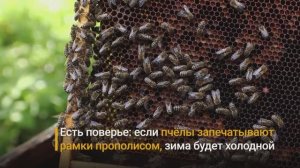 Пасечник из Тулы рассказал про особенности жизни с пчёлами